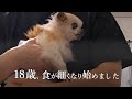 【認知症と闘う18歳のチワワ】食が細くなり始めました…
