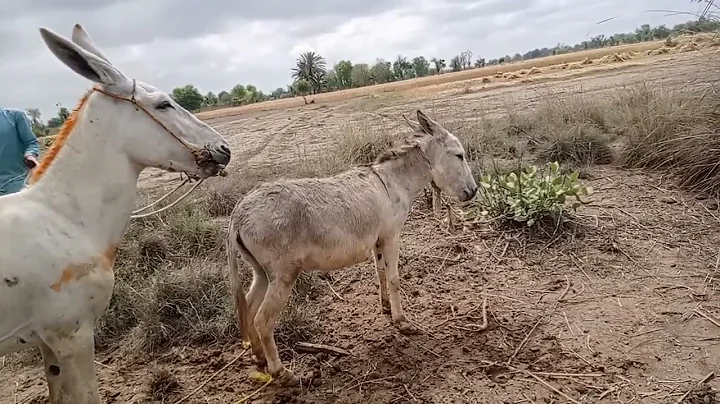 Kohi Ваговози.Жеребець на Паpoвку.Привезли лошицю з Бачача.kohI Tepнопільщин May 6, 2024