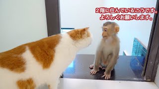 生まれて初めて猿を見た猫の反応が面白すぎた