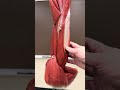 BIOL 157 Arm Model