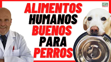 ¿Qué alimentos pueden comer los perros todos los días?