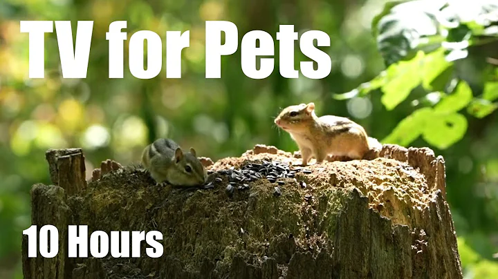 Video 10601921: canadian forest, cat pets