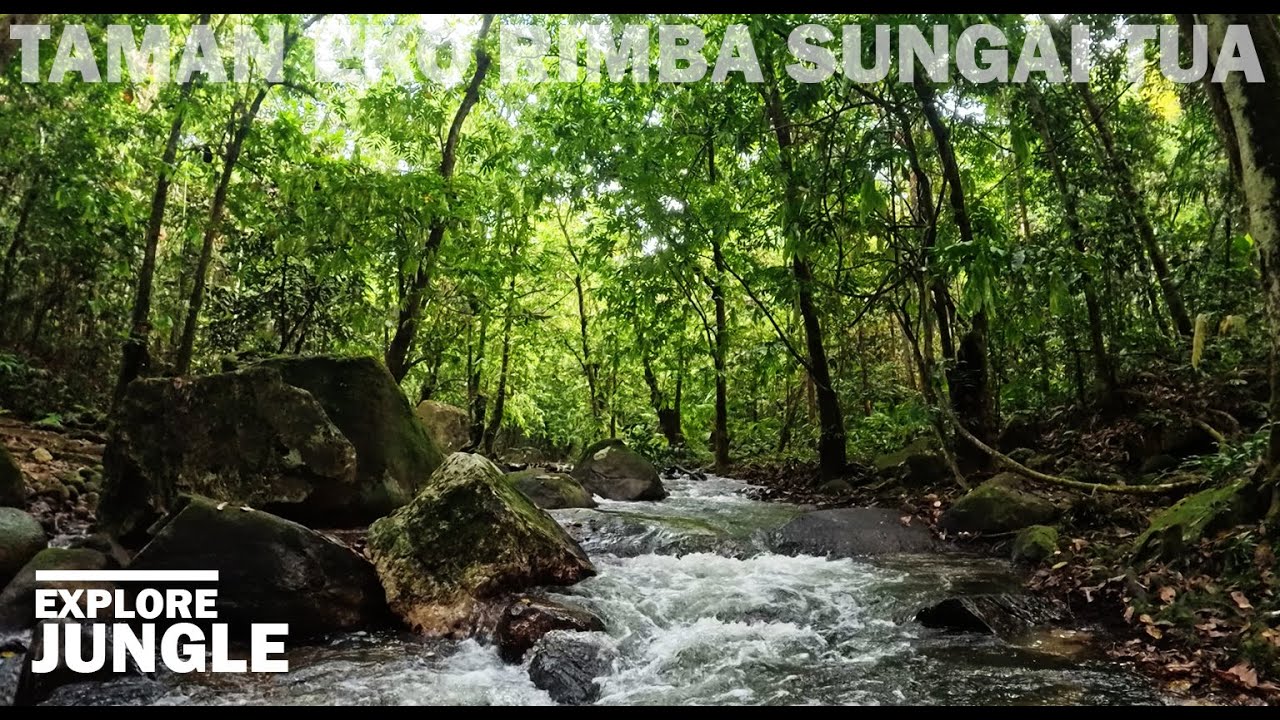 JUNGLE EXPLORE : TAMAN EKO RIMBA SUNGAI TUA WALK