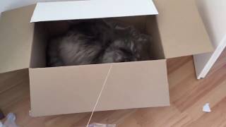 Maine coon kat Mowgli speelt in doos