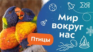 Мир вокруг нас: Птицы