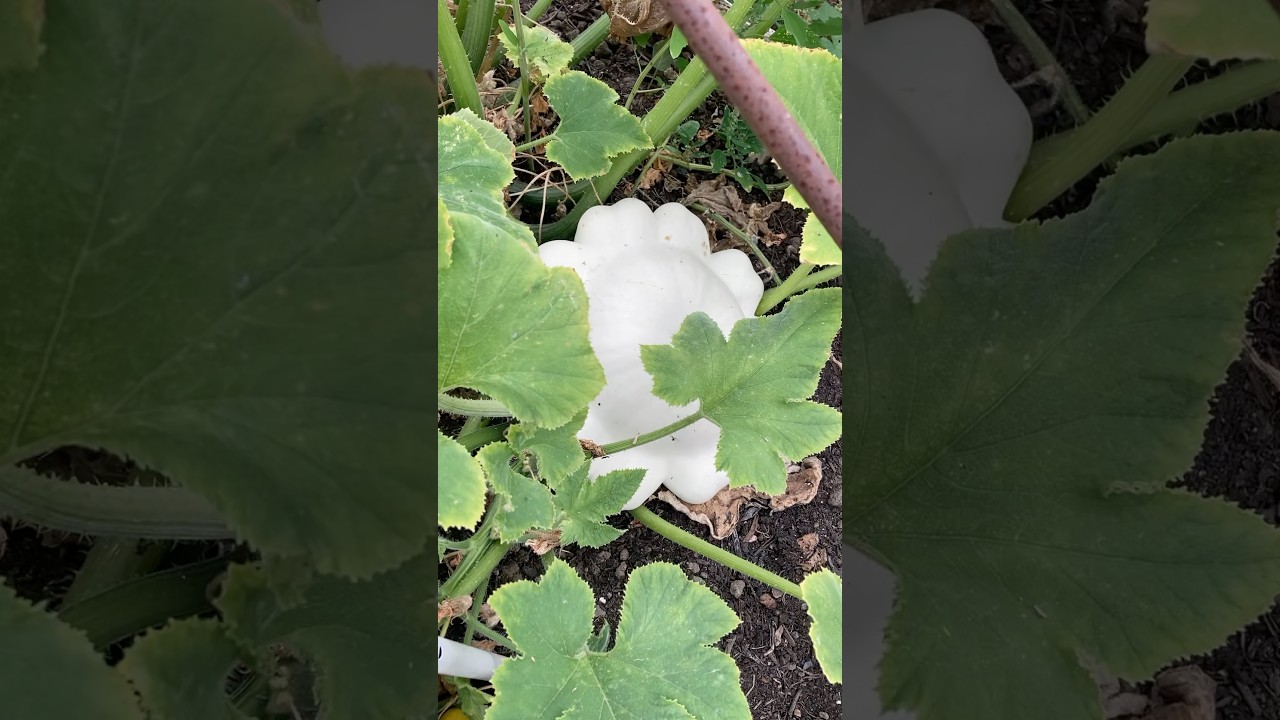 Down the Plot; How’s Patterson White?