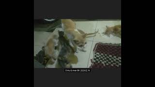 Chikul Family | kucing Rumahan | Childs G6 230216