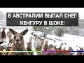 Снег в Австралии: кенгуру резвятся в сугробах