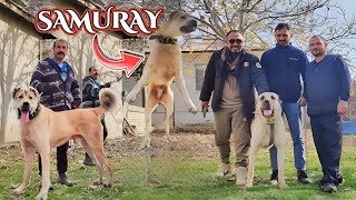 BÜYÜK KARŞILAŞTIRMA SAMURAY VE BOYKA YAKINDA  TOMAS BOYKA YAVRULARI OLACAK MI  (KANGAL DOG)