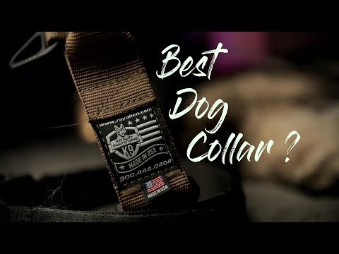 ray-allen-k9-cobra-buckle-dog-collar-review