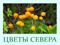 Автор ролика Виталий Тищенко. Цветы Севера