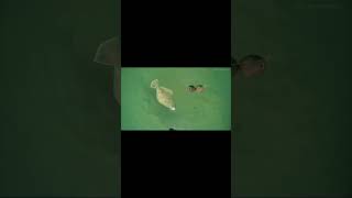 Underwater Fluke Footage #fluke