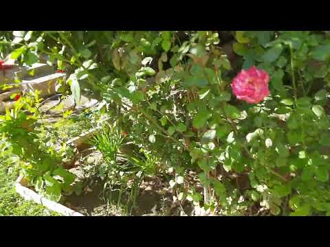 كيف نحافظ على ورد الصباح في الشتاء ونحميه من البرد