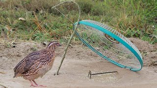 Easy Bird Trap - Simple Unique Quail Trap Using Fan Tools And Wood