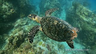 Learning to Sea - Sea Turtles