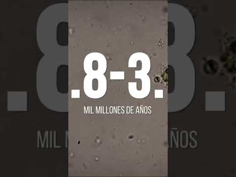 El desarrollo de