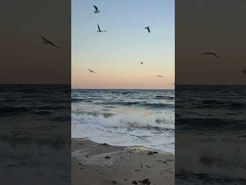 عارف كام سنه حالات واتساب عمرو دياب حالات واتس حالات واتس