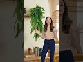 Casa linda e SEM BAGUNÇA #achadinhos #plantas #decoração