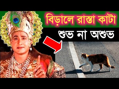 ভিডিও: জঙ্গল (বগ) বিড়াল: বিড়ালের উপস্থিতি, চরিত্র, জীবনধারা, ছবির বর্ণনা