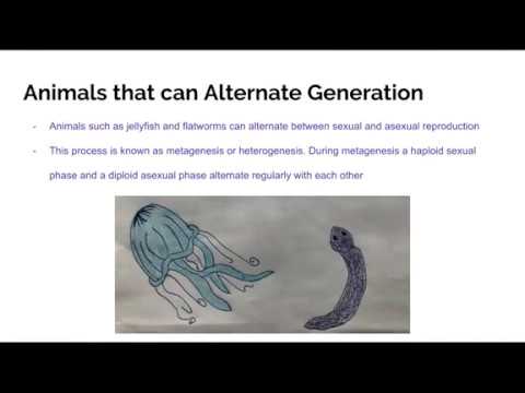 Alternation of Generation in Animals
