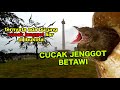 NEMU LOLOHAN BURUNG CUCAK JENGGOT ASLI HUTAN JAKARTA - BEGINI TERNYATA WUJUDNYA