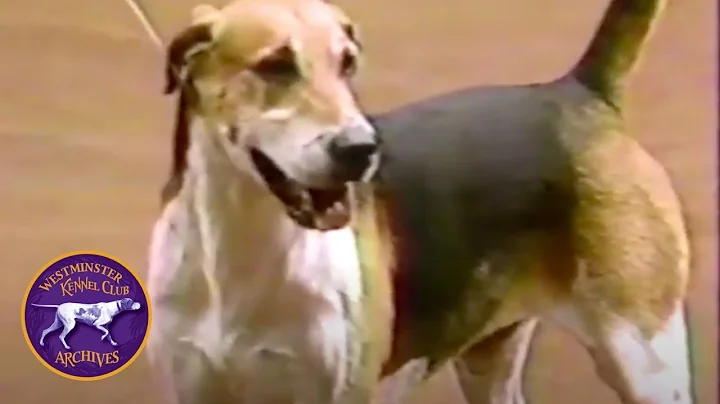 WKC Archives: English Foxhound, Winslow