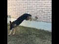 German Shepherd wall jump “hit it”