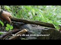 Cielo ayahuasca - What is it and how is it used by shamans in the jungle