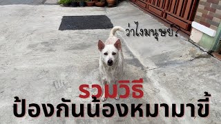 รวมวิธีป้องกันหมามาขี้หน้าบ้าน พิสูจน์แล้ว ได้ผลจริง!