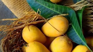 પાકી કેરીને ફ્રીઝમાં લાંબા સમય સુધી કેવી રીતે સાચવવી/How to store mango in fridge for long time