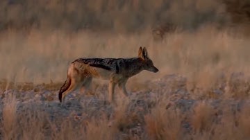 Gorillas Really Want To Rescue The Impala From Leopard, Jackal Hunting ? Leopard vs Baboon vs Impala