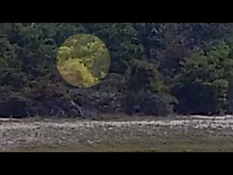 Crypto Reality Live On Having Bigfoot Encounters You Don't Know You Are Having