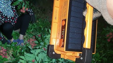 Làm Vải Đêm Tại Vườn l Vải Thiều Lục Ngạn Bắc Giang