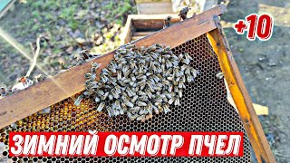 ПЧЕЛЫ ОСЫПАЮТСЯ. В семьях досих пор РАСПЛОД !!! 2.01.2023