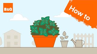 How to grow oregano