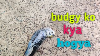 Hamara budgie bemar ho gya | Day 3