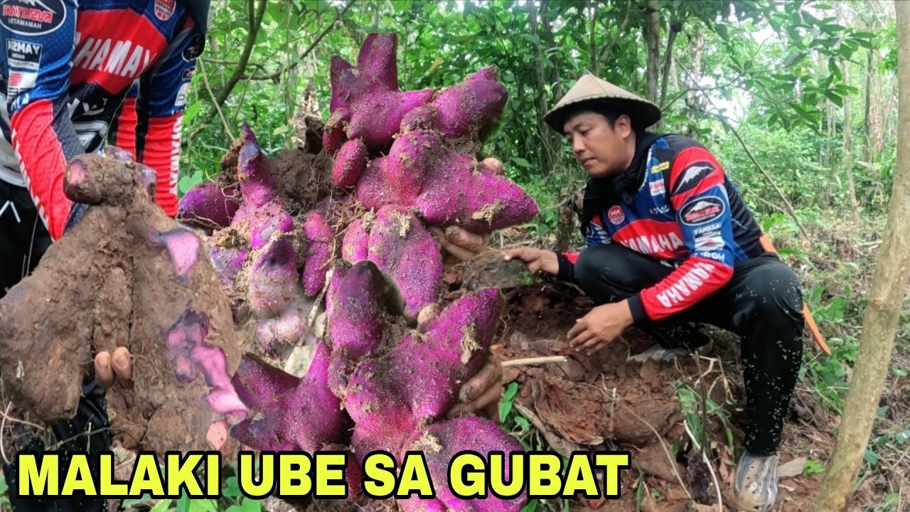 Wild ube kaya ari Nahukay ko sa bundok napakalaki...Pagtatanim ng kamote sa kabilang area