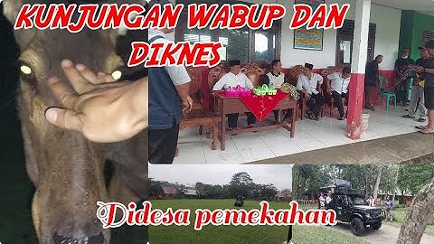 BERKUNJUNG DI DESA PEMEKAHAN BELIMBING,LAMPUNG#BERSAMA WABUB DAN DIKNES, KAB.PESISIR BARAT