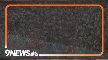 Creating a pollinator-friendly garden