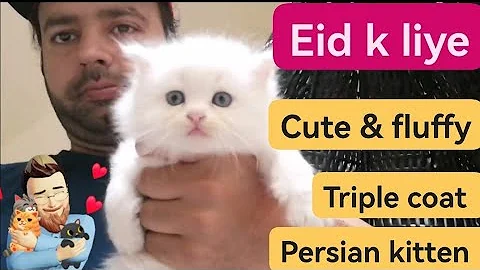 Watch the video about New Persian kitten | triple coated | semi punch face | new arrivals | setup | Urdu |Hindi