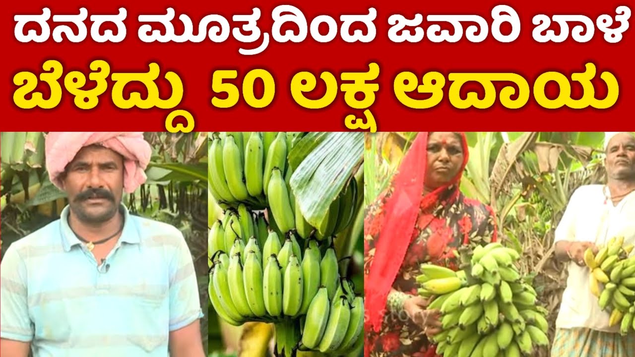ದನದ ಮೂತ್ರದಿಂದ ಜವಾರಿ ಬಾಳೆದು 50 ಲಕ್ಷ ದುಡಿತಿನಿ | success story
