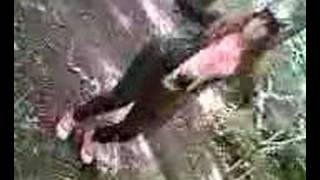 Do The Mojiito With Wawa2