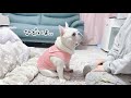 突然の〇〇登場に態度が豹変する犬【フレンチブルドッグ frenchbulldog】