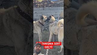 Camoka Vs Zalim Kangallar Arasında Nefes Kesen Karşılaşma
