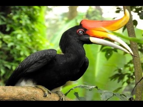 RHINOCEROS HORNBILL Burung  Enggang  Kalimantan RANGKONG 