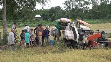 BẮT CHUỘT ĐỒNG MÙA CẮT LÚA VUI NHƯ THẾ NÀO - TT568