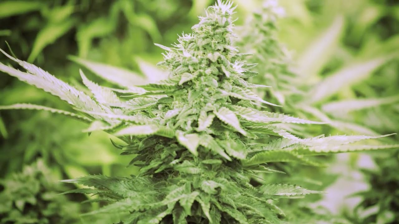 Washington State Gets Closer to Selling Recreational Marijuana Washington State Gets Closer to Selling Recreational Marijuana