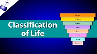 Classification Of Life