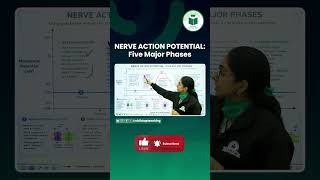Nerve Action Potential: 5 Major Phases Explained in 60 Seconds!