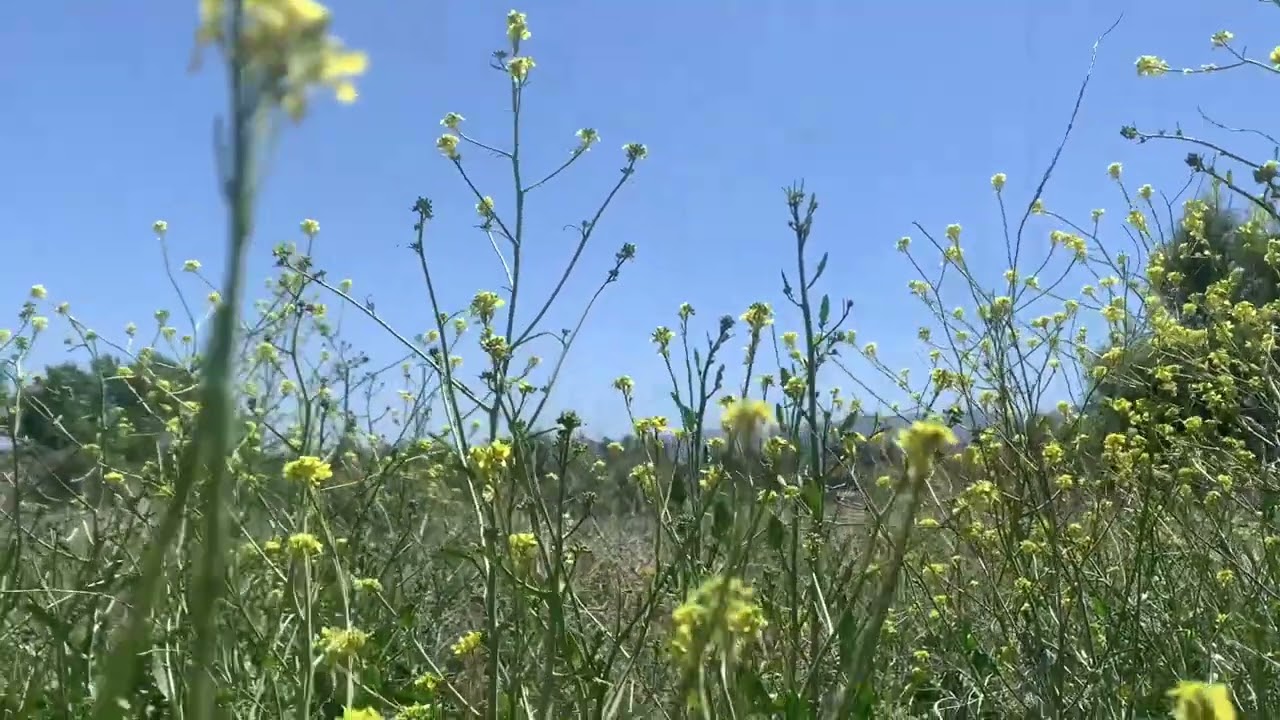 Blooming Colors (Prod.Justin Avi)